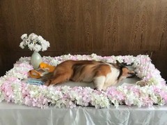 保定宠物殡葬