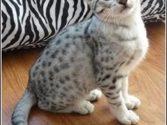 长沙奥西猫领养