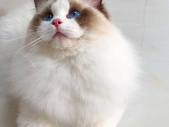 金华布偶猫领养