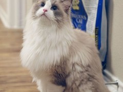 连云港布偶猫领养