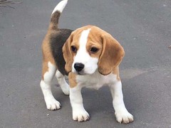 煜記犬舍