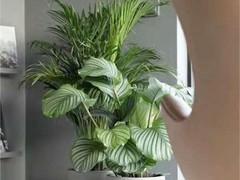 武汉绿植出租