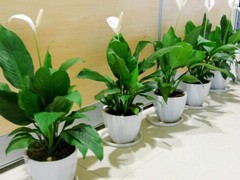 宁波绿植租赁