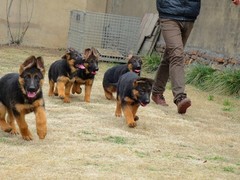 金华德国牧羊犬