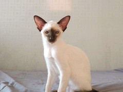 呼和浩特英国短毛猫价格