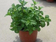 南京鲜花订购