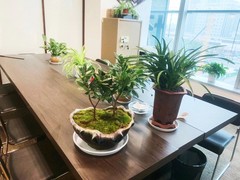 常州绿植租赁