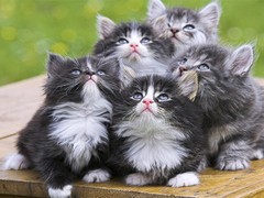 徐州波斯猫出售