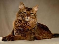 石家庄索马里猫领养