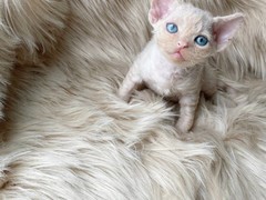 海口美国卷毛猫价格