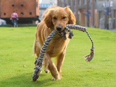 泉州宠物猫训练