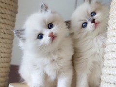 绵阳布偶猫领养
