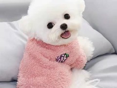 绍兴比熊犬价格