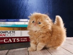 南京波斯猫出售