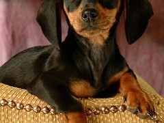福州腊肠犬价格