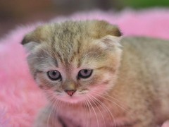 包头苏格兰折耳猫价格