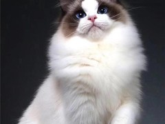 宁波布偶猫领养