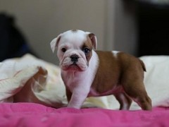 淄博英国斗牛犬