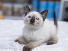 廊坊暹罗猫领养