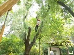 三亚园林绿化公司