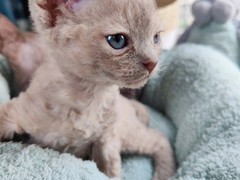 海口德文卷毛猫领养