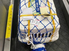 重庆宠物猫托运