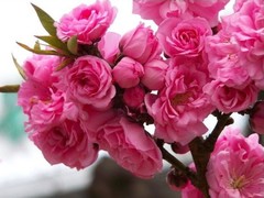 观赏桃花苗