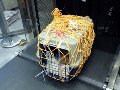 廊坊宠物托运平台