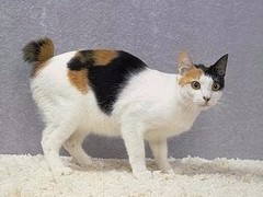 贵阳日本短尾猫领养