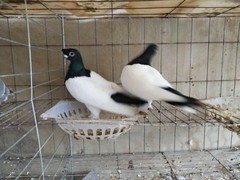 山东华宣特种鸽子养殖场