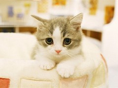 暖心猫舍