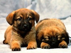 烟台德国牧羊犬领养