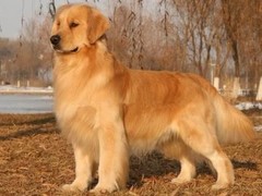 淄博金毛寻回犬
