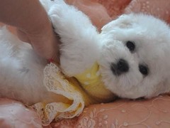 乌鲁木齐比熊出售