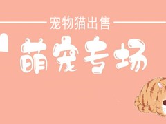 兰州折耳猫出售