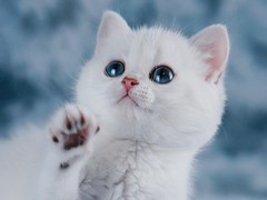 东莞土耳其安哥拉猫价格