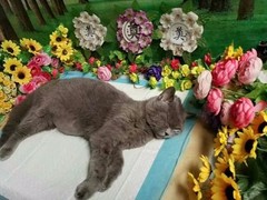 贵阳宠物殡仪
