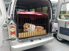 聊城宠物托运