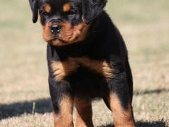 唐山罗威纳犬