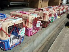 惠州宠物猫托运