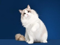 邯郸布偶猫出售