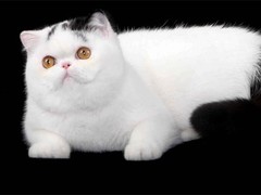 淄博异国短毛猫出售