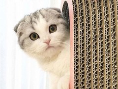 芜湖苏格兰折耳猫出售