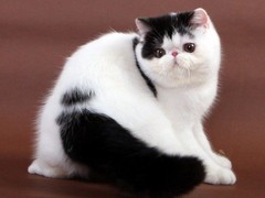 咸阳英国渐层短毛猫