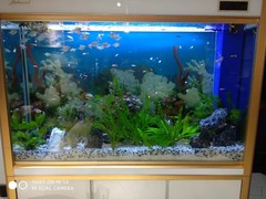 北京魚(yú)缸清洗