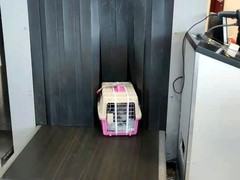 芜湖宠物狗托运公司