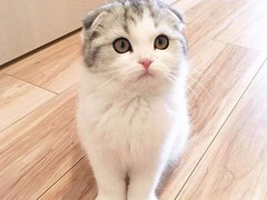三亚苏格兰折耳猫领养
