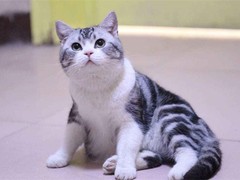 湖州英国短毛猫价格
