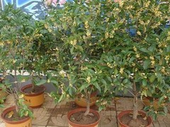 唐山结婚鲜花