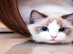 潍坊折耳猫出售